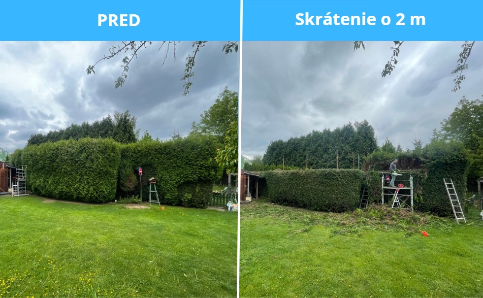 Skrátenie živého plotu